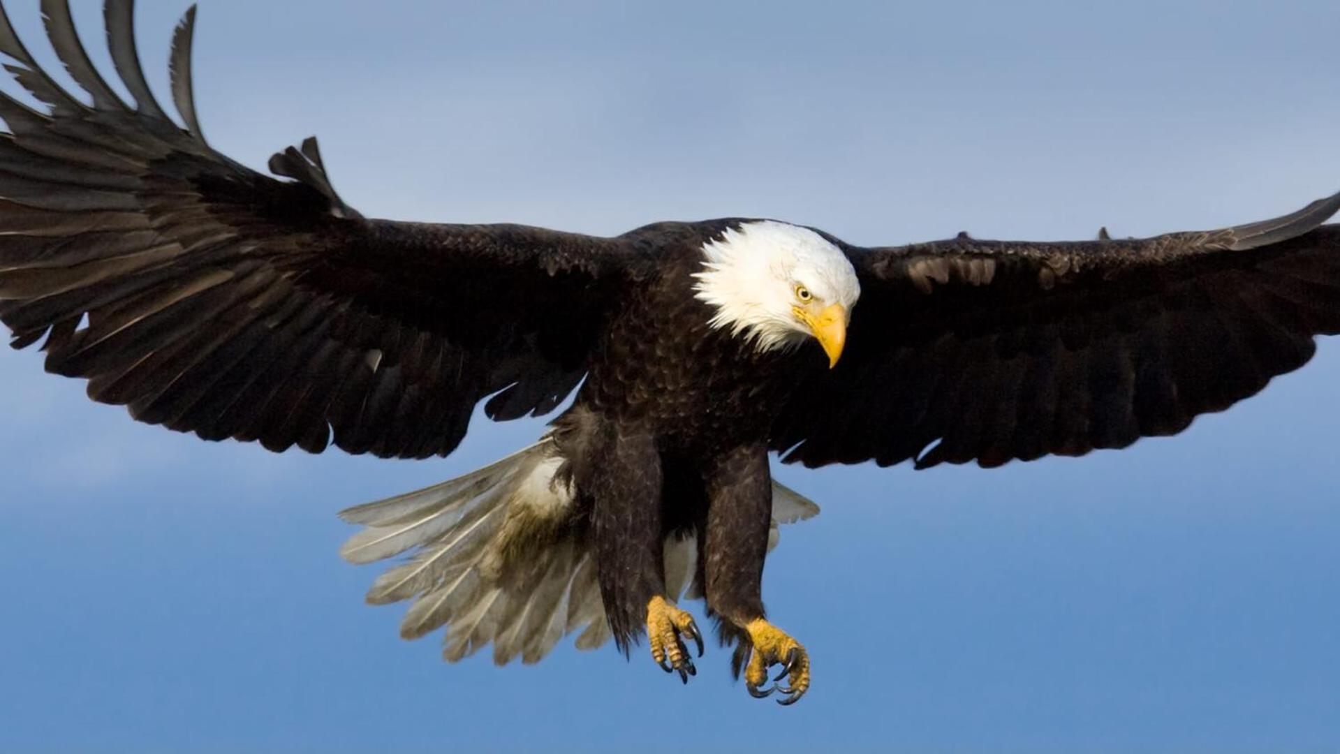 Eagles Land Daire Edinburgh Dış mekan fotoğraf
